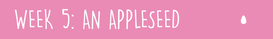 First Trimester Week 5: An appleseed