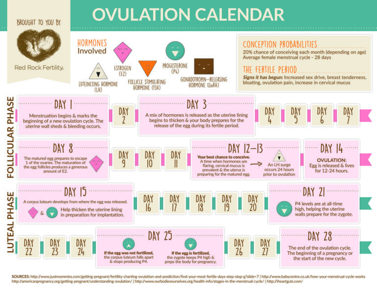 What You Need To Know About Your Ovulation Cycle Infographic Red 
