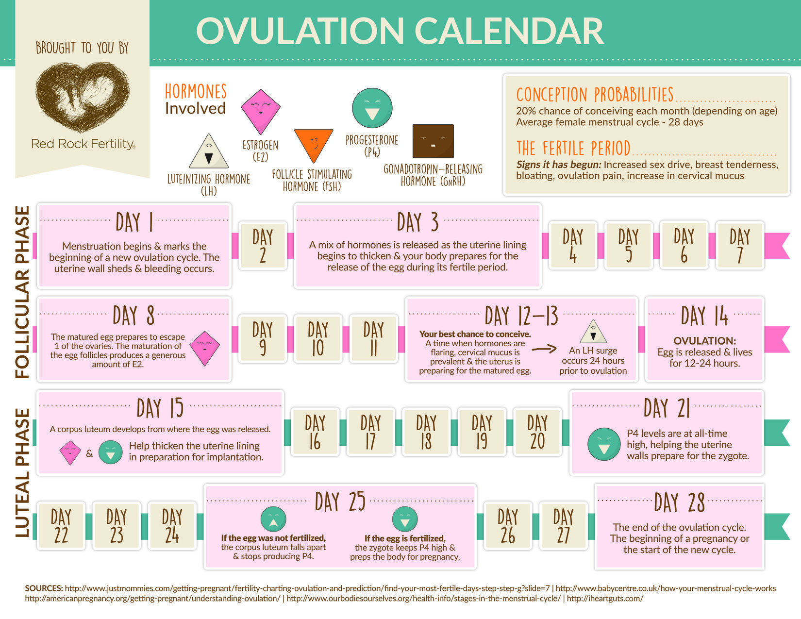 What You Need to Know About Your Ovulation Cycle Infographic