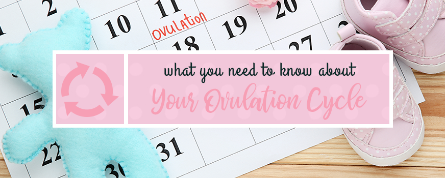 What You Need to Know About Your Ovulation Cycle [Infographic]