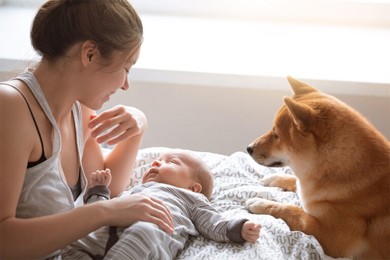 Introducing Dog to Baby Tips, Behaviors & More Red Rock