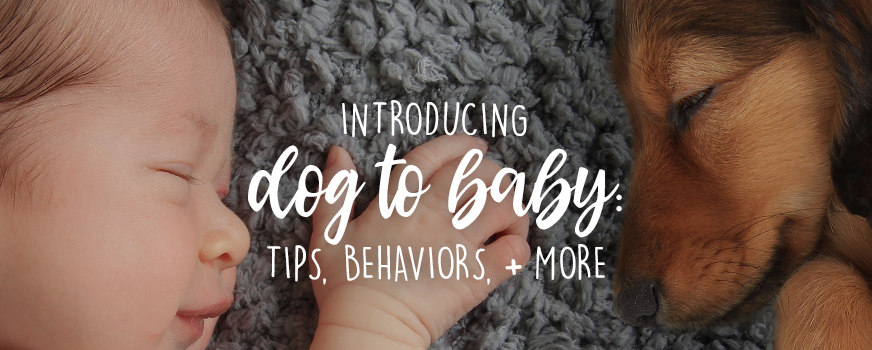 Introducing Dog to Baby: Tips, Behaviors & More